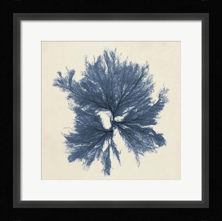 Framed Coastal Seaweed V Print