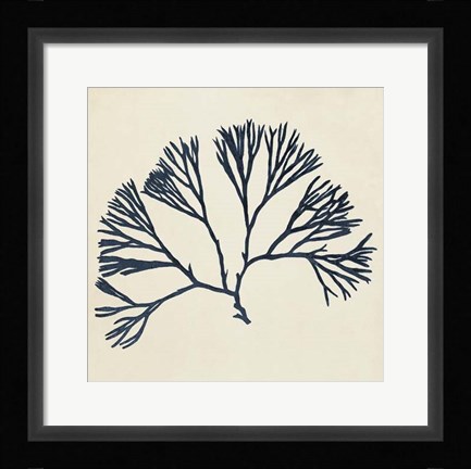 Framed Coastal Seaweed VI Print