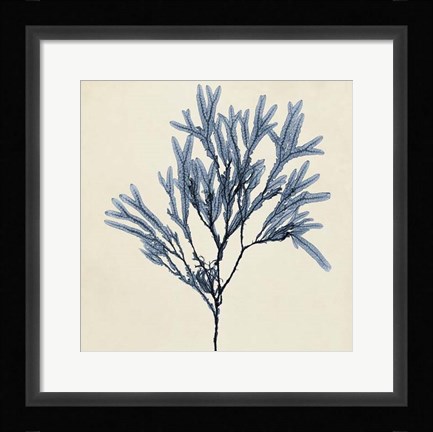 Framed Coastal Seaweed VIII Print