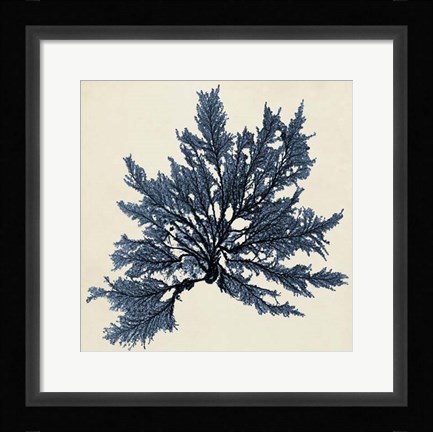 Framed Coastal Seaweed IX Print
