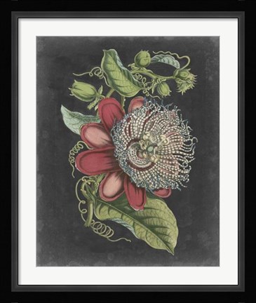 Framed Dramatic Tropical Beauty I Print