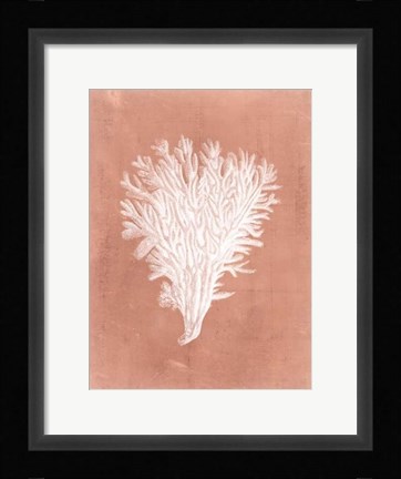 Framed Sealife on Coral II Print
