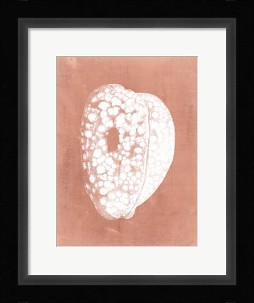 Framed Sealife on Coral III Print