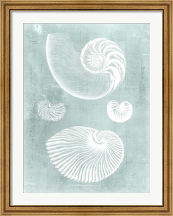Framed Nautilus on Spa II Print