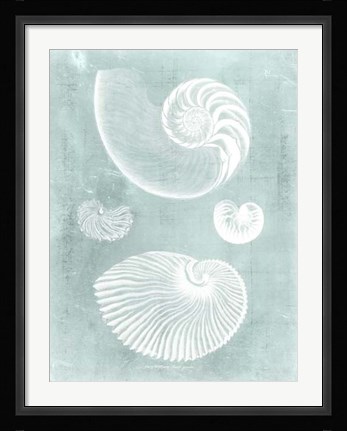 Framed Nautilus on Spa II Print