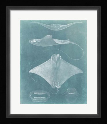 Framed Morning Swim II Print