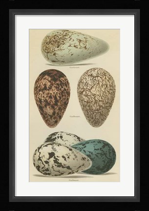 Framed Antique Bird Egg Study I Print