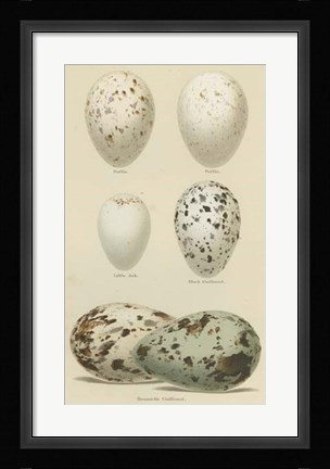 Framed Antique Bird Egg Study II Print
