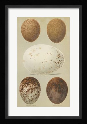 Framed Antique Bird Egg Study III Print
