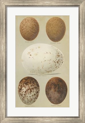 Framed Antique Bird Egg Study III Print