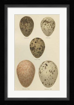 Framed Antique Bird Egg Study IV Print