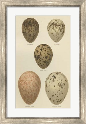 Framed Antique Bird Egg Study IV Print