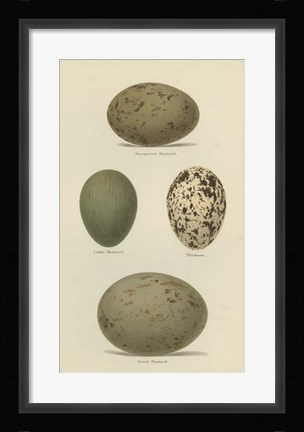 Framed Antique Bird Egg Study V Print