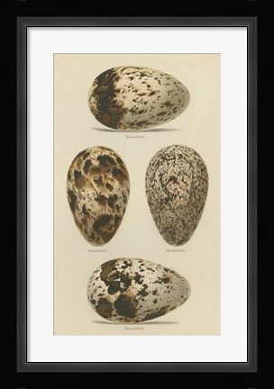 Framed Antique Bird Egg Study VI Print