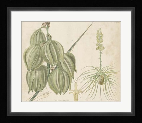 Framed Tropical Curtis Botanical I Print