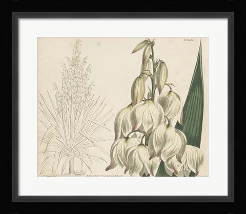 Framed Tropical Curtis Botanical II Print