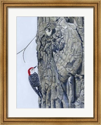 Framed Red Bellied Woodpecker I Print