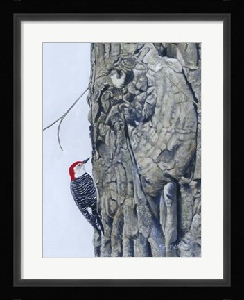 Framed Red Bellied Woodpecker I Print