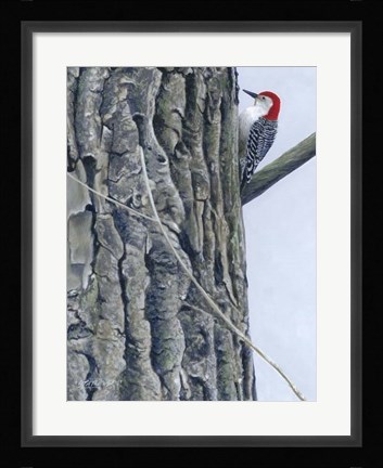 Framed Red Bellied Woodpecker II Print
