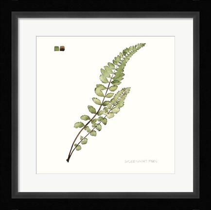 Framed Watercolor Leaf Study I Print