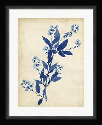 Framed Indigo Leaf Study I Print