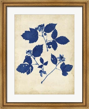 Framed Indigo Leaf Study VI Print