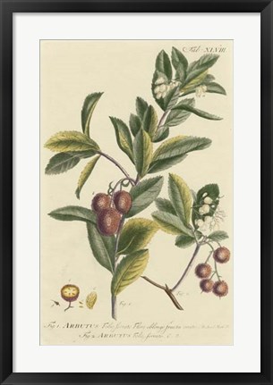 Framed Miller Foliage &amp; Fruit I Print