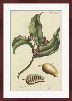 Framed Miller Foliage &amp; Fruit II Print