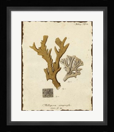 Framed Natura Coral I Print