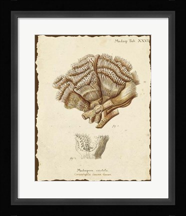Framed Natura Coral II Print