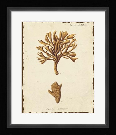Framed Natura Coral IV Print