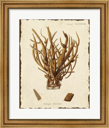 Framed Natura Coral V Print