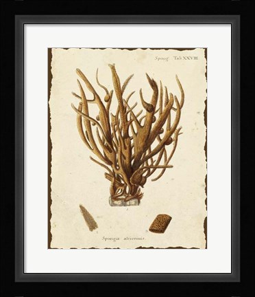 Framed Natura Coral V Print