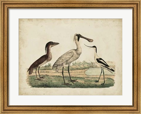Framed Avocet &amp; Boat-Billed Heron Print