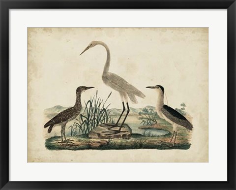 Framed Great White Heron &amp; Night Heron Print