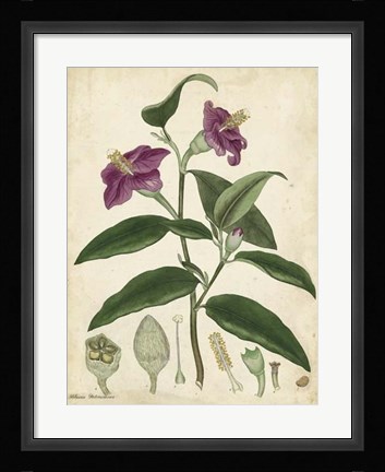Framed Antique Hibiscus Print