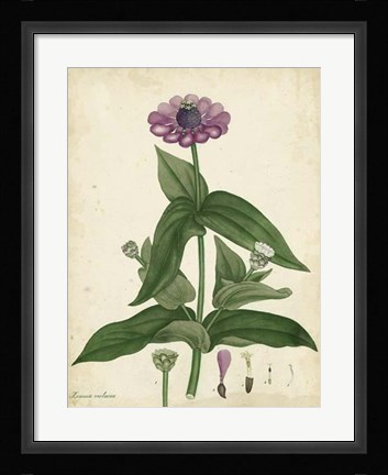 Framed Antique Zinnia Print