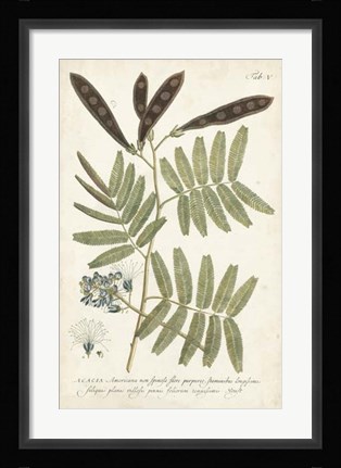 Framed Miller Ferns I Print