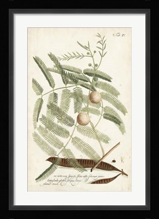 Framed Miller Ferns II Print
