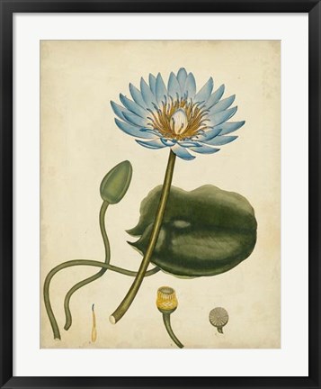 Framed Blue Water Lily Print