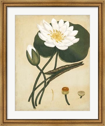 Framed White Water Lily Print