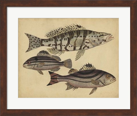 Framed Species of Fish I Print