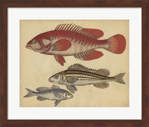 Framed Species of Fish II Print
