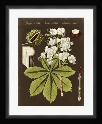 Framed Chestnut on Suede Print