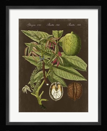 Framed Walnut on Suede Print