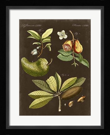 Framed Breadfruit on Suede Print