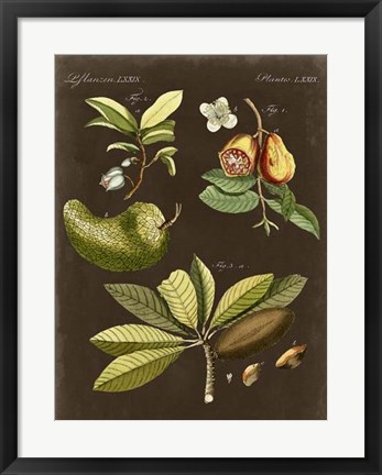 Framed Breadfruit on Suede Print