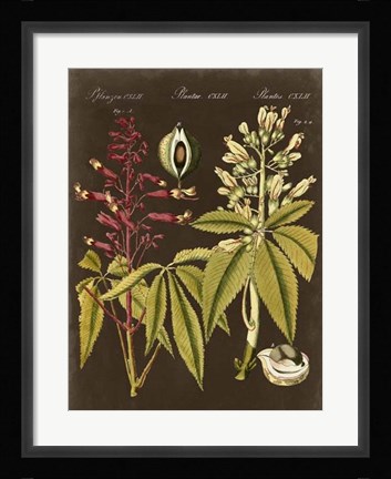 Framed Buckeye on Suede Print