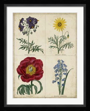 Framed Botanical Grid I Print