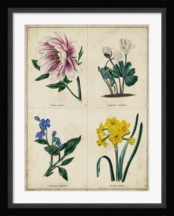 Framed Botanical Grid II Print